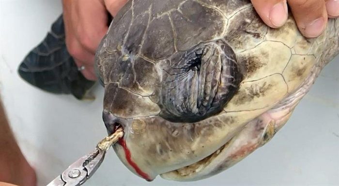 Sufrimiento de tortuga por pajilla en nariz llama a reducir uso de plástico