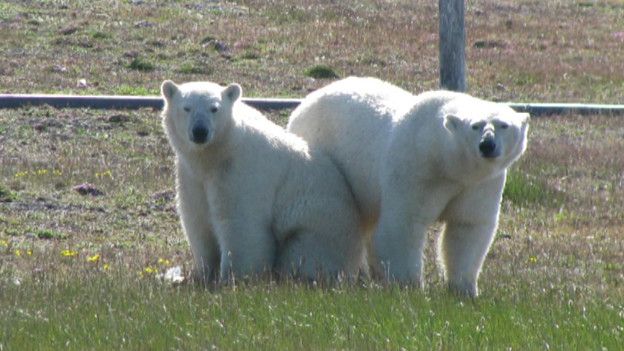 Científicos sitiados por osos polares en una remota isla del Ártico