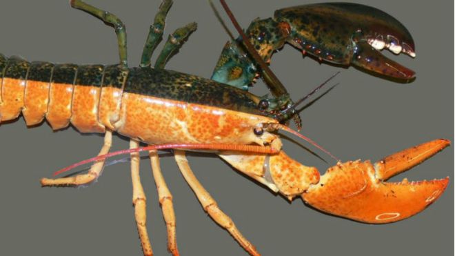 Los extraños animales que son macho de un lado y hembra del otro