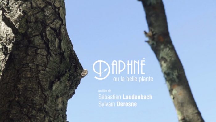 Daphné ou la belle plante de Sylvain Derosne
