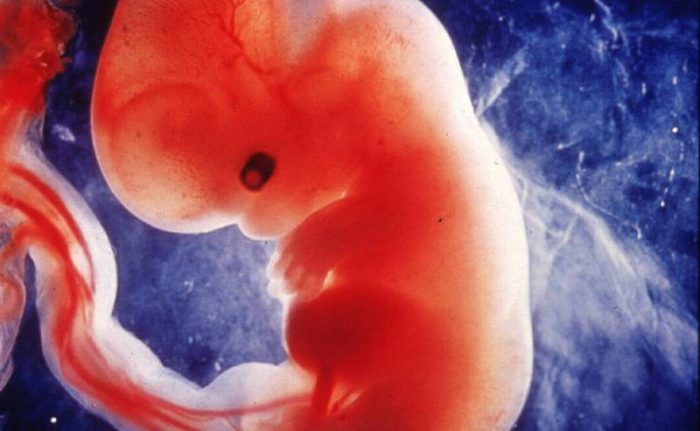 Científicos británicos piden permiso para modificar embriones humanos