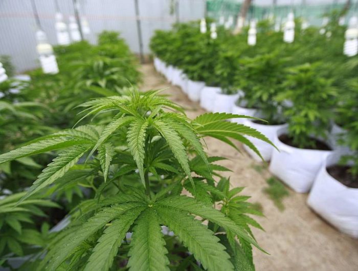 Ley de Cultivo Seguro pasa la prueba en la Cámara: proyecto permitirá la plantación, cultivo y cosecha de cannabis