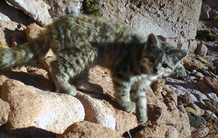 El esquivo gato andino se resiste a desaparecer y se deja fotografiar en el norte de Chile