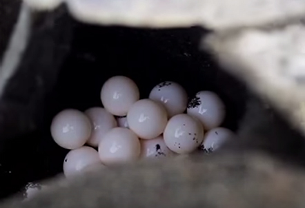 [Video] Turistas fanáticos de las selfies arruinan puesta de huevos de tortugas en Costa Rica
