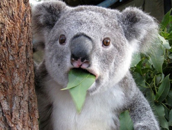 Proponen sacrificio masivo de koalas para salvarlos