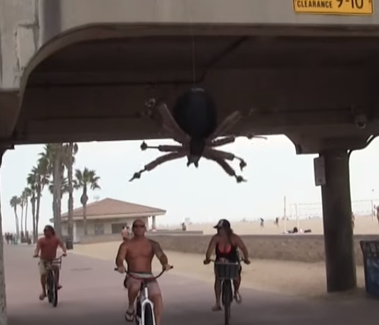 [Video] ¿Qué harías si te encuentras con una araña gigante en plena calle?