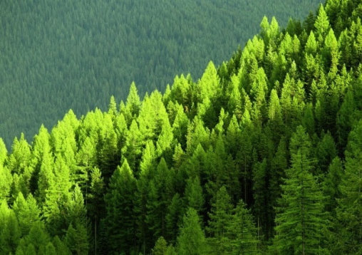 Certificación y desarrollo forestal