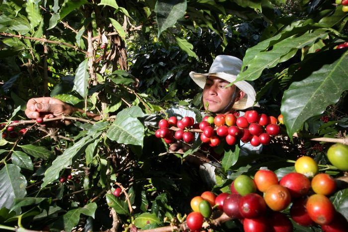 Se vislumbra una escasez mundial de café mientras el mercado se prepara para el cambio climático