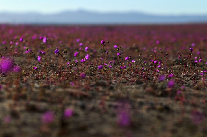 El desierto florido de Atacama, la otra cara de la catástrofe en el norte