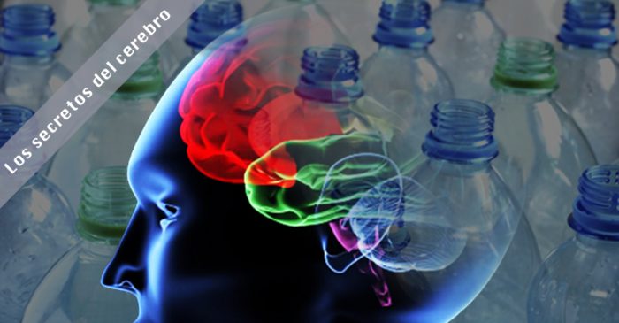 Neurociencia: Envases plásticos incidirían en fallas de la memoria de trabajo