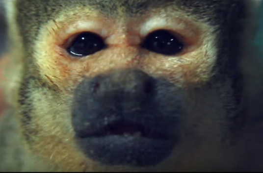 [Video] Conoce a Hugo, el monito que pide detener el tráfico de animales