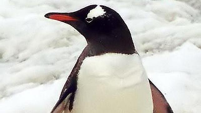 [Video] La bella marcha de los pingüinos en la Antártica chilena