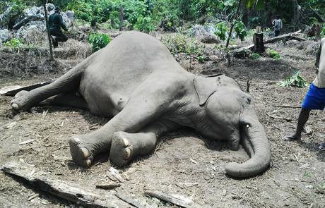 Cazadores furtivos envenenan con cianuro a más de una veintena de elefantes