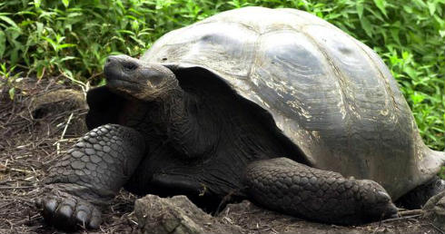 [Video] Descubren nueva especie de tortuga gigante en Galápagos