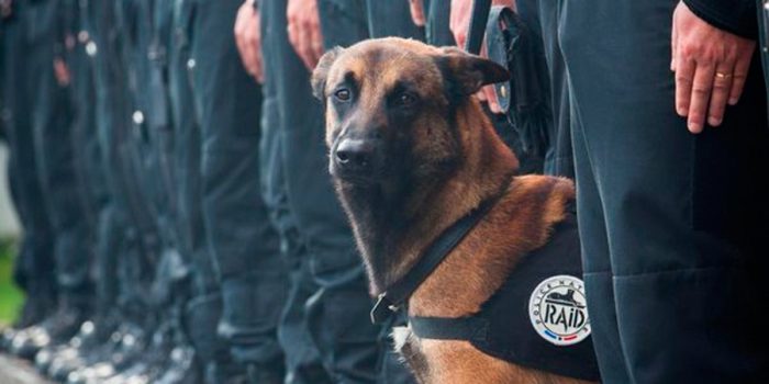 Diesel, la perrita héroe que murió en el asalto al municipio de Saint Denis