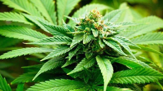 SAG permite la tercera siembre de cannabis medicinal en Chile