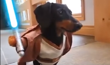 [Video] Los perros salchicha que pelean al estilo «Star Wars»