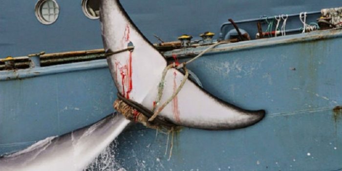 La investigación científica. El argumento de Japón para la temporada de caza de ballenas en la Antártida