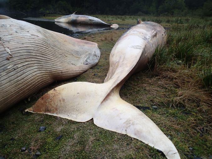 Sur de Chile : La gran «tumba» de ballenas