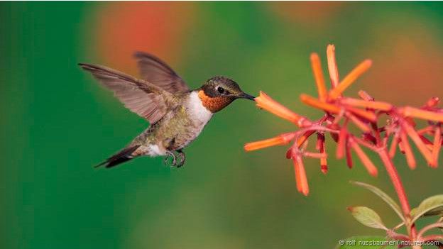 Cómo los colibríes evitan recalentarse pese al frenético movimiento de sus alas