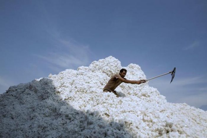 Hay algodón suficiente para 127.000 millones de camisetas