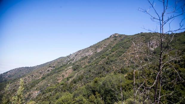ONEMI declara Alerta Roja en Olmué por incendio en cercanía del Parque Nacional La Campana