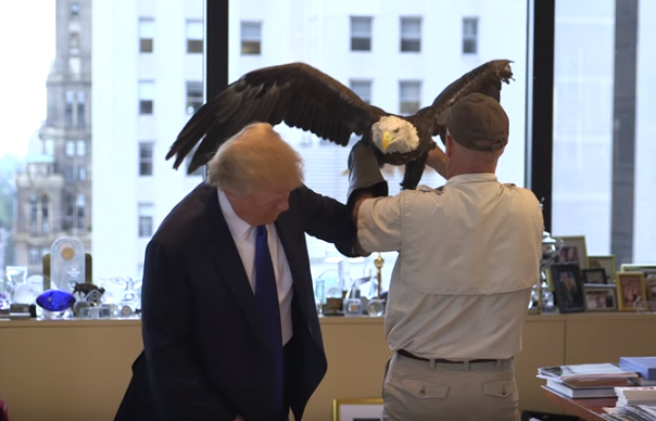 [Video] Ni las aves quieren a Donald Trump: es atacado por águila calva durante sesión fotográfica