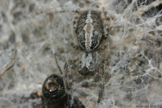 Las arañas Stegodyphus sarasinorum tienen personalidades. 