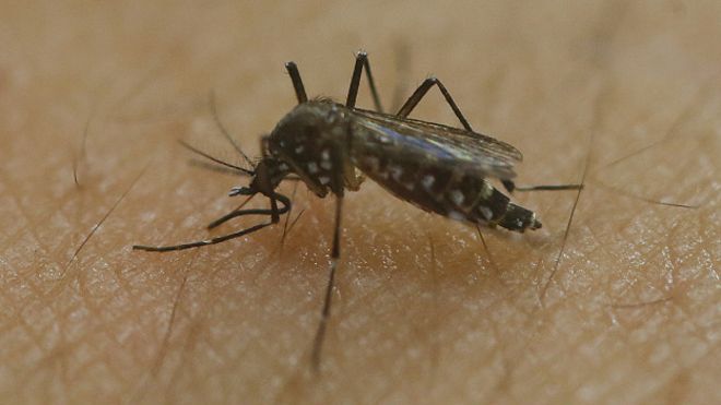 Las barreras que impiden el avance del virus zika en Chile y Canadá