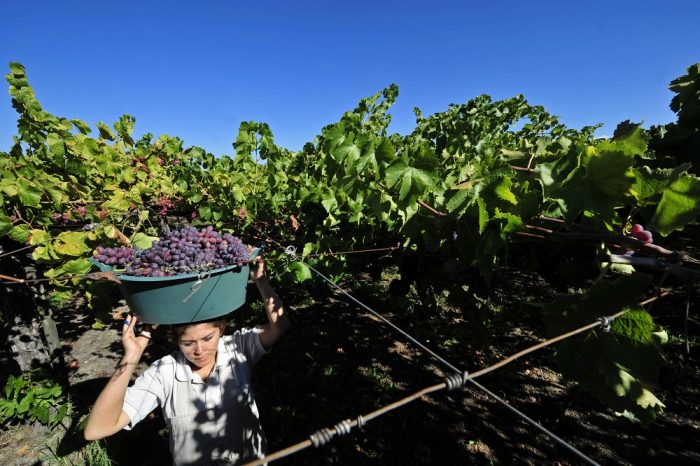 Uvas baratas y peso débil hacen de viña Concha y Toro una de las favoritas para los analistas