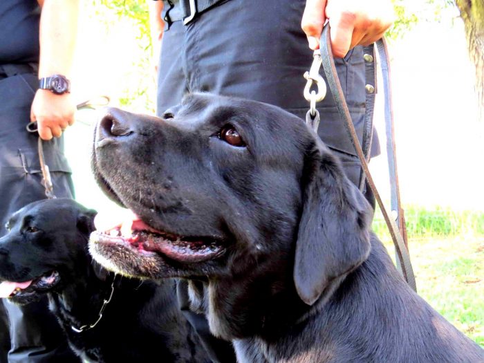 [Fotos] Los «súper perros» que vigilan la seguridad de los aviones en Chile
