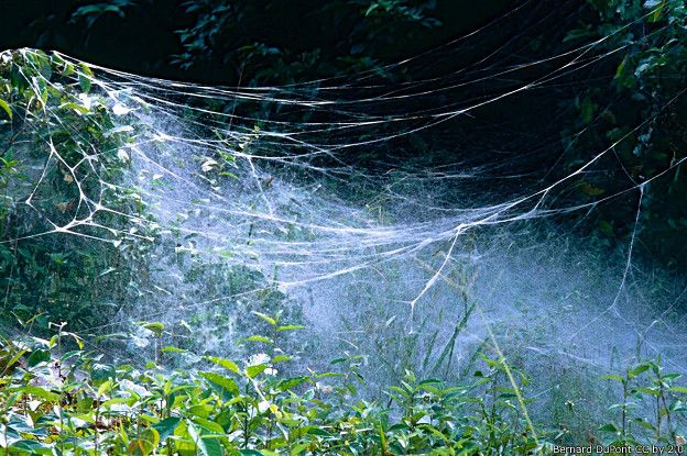 Una red de ese tamaño puede llegar a hospedar hasta 50.000 arañas. Estos son muchas piernas, ojos y colmillos. 