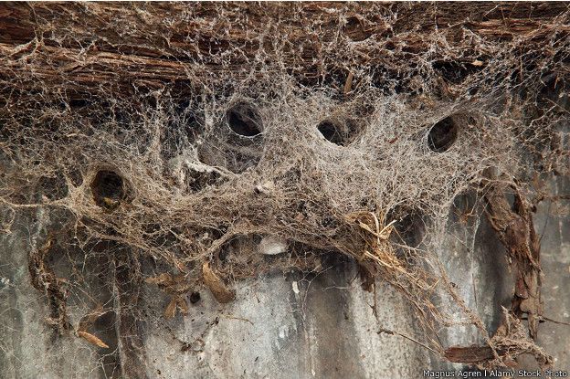 Las telarañas de las arañas sociales se tejen en tres dimensiones. 