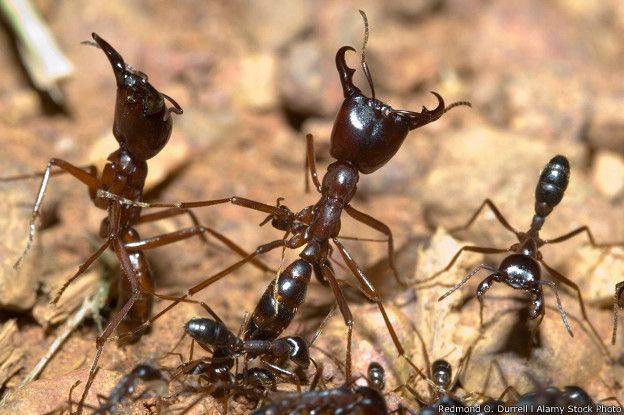Las hormigas tienen castas, las arañas no. 