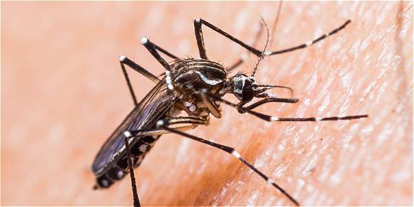 OMS preocupada por rápida expansión del virus Zika