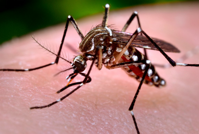 Mosquito aedes aegypti se convierte en enemigo público número uno de Paraguay
