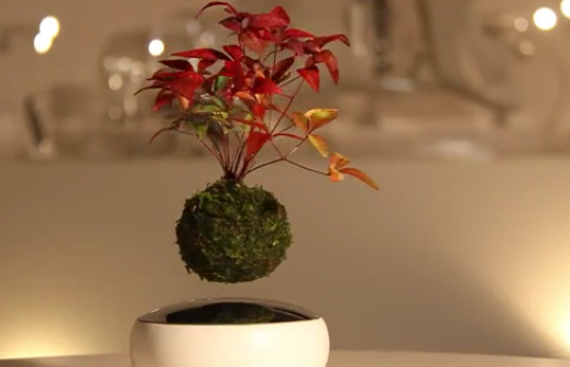 [Video] Emprendedores japoneses crean un bonsai que flota y gira gracias al magnetismo