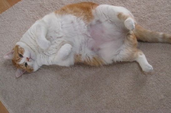 ¿Qué hacer si tu gato está obeso?