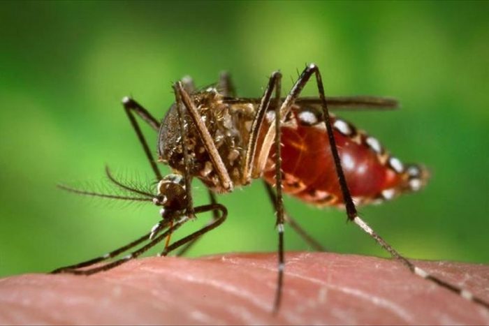 Una legión de mosquitos transgénicos para combatir el zika