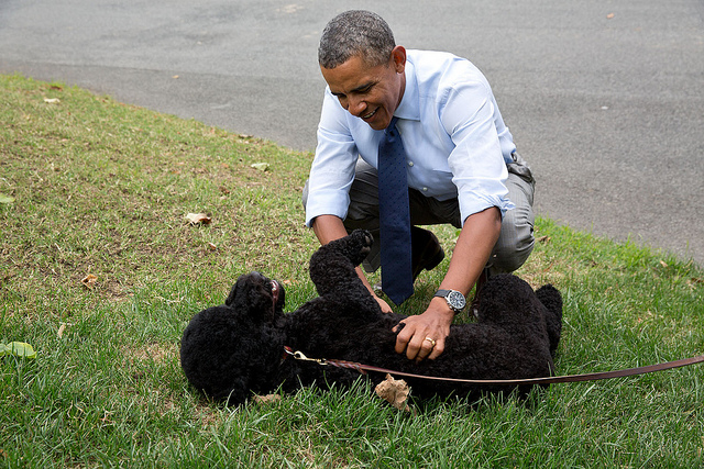 Detienen a hombre que intentó secuestrar al perro de Obama