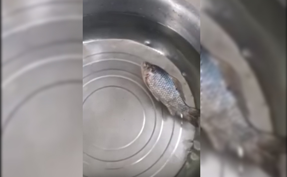 [Video] Increíble: pescado congelado revive al sumergirlo en agua caliente
