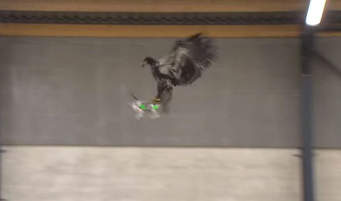 Policía holandesa entrena a águilas para abatir drones «hostiles»