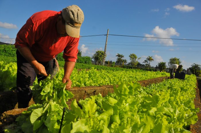 El agricultor será fundamental para el futuro alimentario de la humanidad