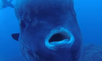 [Video] Graban enorme pez Mola Mola de 2300 kilos en Portugal