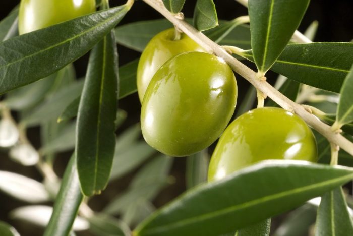 El olivo es un árbol