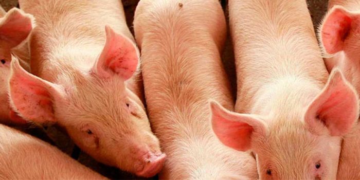 Contraloría ordena «clausura inmediata» de plantel de cerdos en Talagante