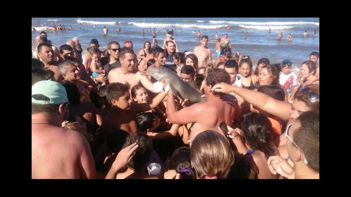 Un delfín muere luego de que turistas lo sacaran del agua para tomarse fotografías