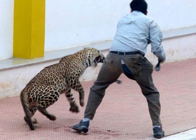 [Video] Leopardo ingresa a escuela en Bangalore y ataca a seis personas en medio de su captura