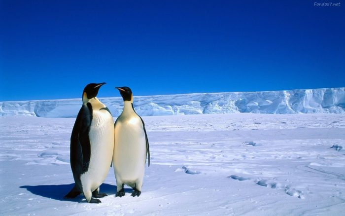 Investigación científica asegura que la Antártida almacenó gran cantidad de CO2 durante la Edad de Hielo