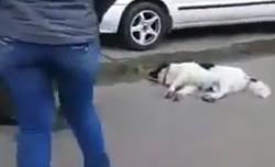 [Video] Indignación por video en que Carabinero mata a perro que defendía a detenido